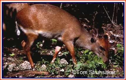 Red-flanked duiker - Wikipedia