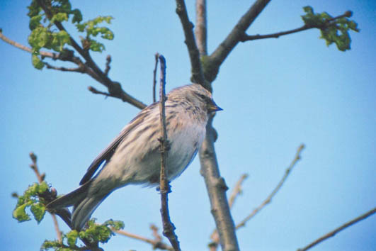 Common Redpoll, Acanthis Flammea