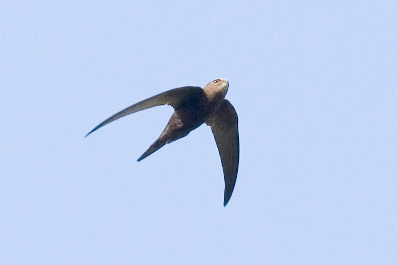 Our Beautiful World: Swifts, Apodidae