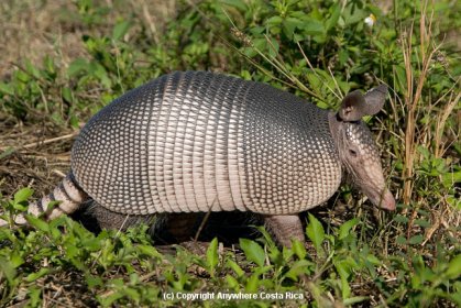 Forest Armadillo